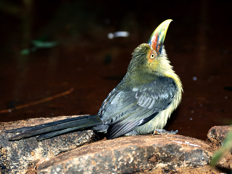 Saffron Toucanet, Brazil